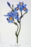 Hibiscus Rosa-Sinensis, 1836-Pancrace Bessa-Giclee Print