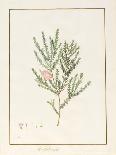 Annemone, Hemerocale and Iris-Pancrace Bessa-Giclee Print