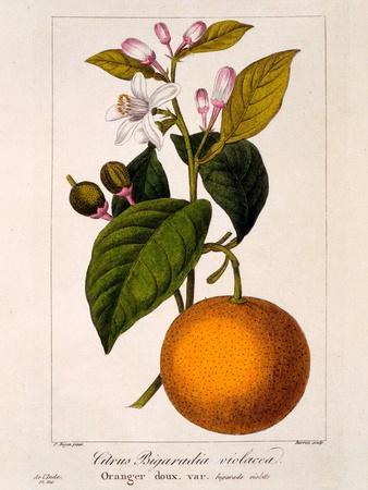 Sweet Orange: Citrus Sinensis Var. Bigaradia Violacea, 1836