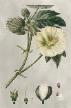 Hibiscus Rosa-Sinensis, 1836-Pancrace Bessa-Giclee Print