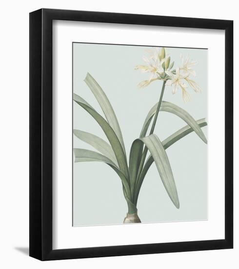 Pancratium Illyricum - Celadon-Pierre Joseph Redoute-Framed Giclee Print