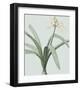 Pancratium Illyricum - Celadon-Pierre Joseph Redoute-Framed Giclee Print