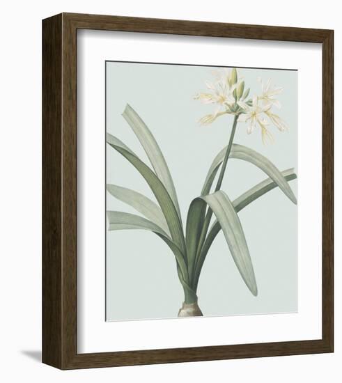 Pancratium Illyricum - Celadon-Pierre Joseph Redoute-Framed Giclee Print