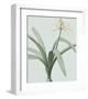 Pancratium Illyricum - Celadon-Pierre Joseph Redoute-Framed Giclee Print