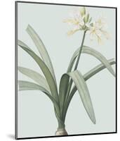 Pancratium Illyricum - Celadon-Pierre Joseph Redoute-Mounted Giclee Print