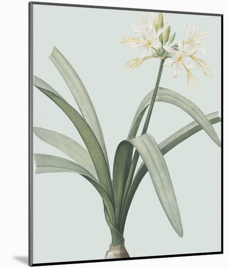 Pancratium Illyricum - Celadon-Pierre Joseph Redoute-Mounted Giclee Print