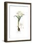 Pancratium Maritimum,  Flora Graeca-Ferdinand Bauer-Framed Giclee Print