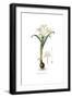 Pancratium Maritimum,  Flora Graeca-Ferdinand Bauer-Framed Giclee Print