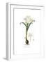 Pancratium Maritimum,  Flora Graeca-Ferdinand Bauer-Framed Giclee Print