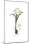 Pancratium Maritimum,  Flora Graeca-Ferdinand Bauer-Mounted Giclee Print