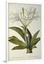 Pancratium Speciosum, from 'Les Liliacees', 1806-Pierre Joseph Redoute-Framed Giclee Print