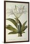 Pancratium Speciosum, from 'Les Liliacees', 1806-Pierre Joseph Redoute-Framed Giclee Print