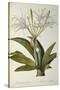 Pancratium Speciosum, from 'Les Liliacees', 1806-Pierre Joseph Redoute-Stretched Canvas