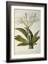 Pancratium Speciosum, from 'Les Liliacees', 1806-Pierre Joseph Redoute-Framed Giclee Print