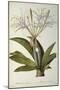 Pancratium Speciosum, from 'Les Liliacees', 1806-Pierre Joseph Redoute-Mounted Giclee Print