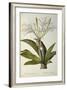 Pancratium Speciosum, from 'Les Liliacees', 1806-Pierre Joseph Redoute-Framed Giclee Print