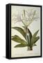 Pancratium Speciosum, from 'Les Liliacees', 1806-Pierre Joseph Redoute-Framed Stretched Canvas