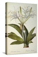 Pancratium Speciosum, from 'Les Liliacees', 1806-Pierre Joseph Redoute-Stretched Canvas