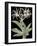 Pancratium Speciosum - Noir-Pierre Joseph Redoute-Framed Giclee Print