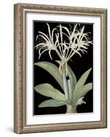 Pancratium Speciosum - Noir-Pierre Joseph Redoute-Framed Giclee Print