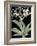 Pancratium Speciosum - Noir-Pierre Joseph Redoute-Framed Giclee Print