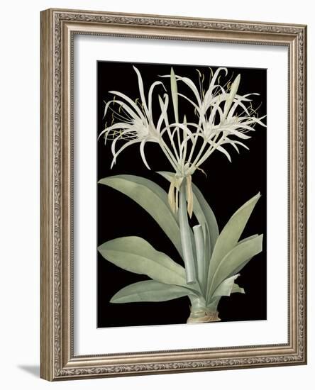 Pancratium Speciosum - Noir-Pierre Joseph Redoute-Framed Giclee Print