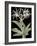 Pancratium Speciosum - Noir-Pierre Joseph Redoute-Framed Giclee Print