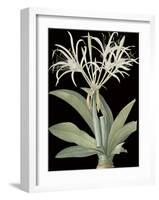 Pancratium Speciosum - Noir-Pierre Joseph Redoute-Framed Giclee Print
