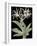 Pancratium Speciosum - Noir-Pierre Joseph Redoute-Framed Giclee Print