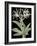 Pancratium Speciosum - Noir-Pierre Joseph Redoute-Framed Giclee Print
