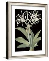 Pancratium Speciosum - Noir-Pierre Joseph Redoute-Framed Giclee Print