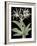 Pancratium Speciosum - Noir-Pierre Joseph Redoute-Framed Giclee Print