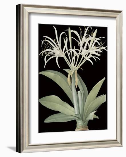 Pancratium Speciosum - Noir-Pierre Joseph Redoute-Framed Giclee Print