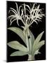 Pancratium Speciosum - Noir-Pierre Joseph Redoute-Mounted Giclee Print