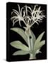 Pancratium Speciosum - Noir-Pierre Joseph Redoute-Stretched Canvas