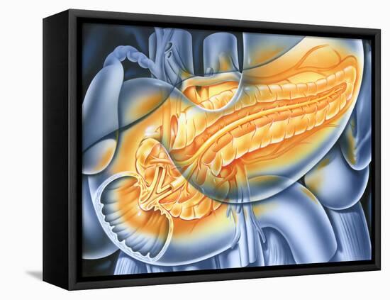 Pancreas-John Bavosi-Framed Stretched Canvas