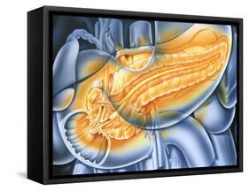 Pancreas-John Bavosi-Framed Stretched Canvas