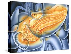 Pancreas-John Bavosi-Stretched Canvas