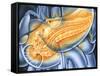 Pancreas-John Bavosi-Framed Stretched Canvas