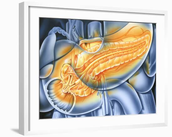 Pancreas-John Bavosi-Framed Photographic Print