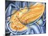 Pancreas-John Bavosi-Mounted Photographic Print