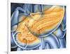 Pancreas-John Bavosi-Framed Photographic Print