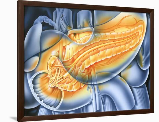 Pancreas-John Bavosi-Framed Photographic Print