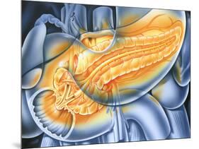 Pancreas-John Bavosi-Mounted Photographic Print