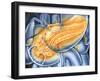 Pancreas-John Bavosi-Framed Photographic Print