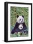 Panda And Baby-null-Framed Art Print