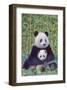 Panda And Baby-null-Framed Art Print