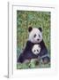 Panda And Baby-null-Framed Art Print