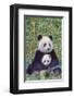 Panda And Baby-null-Framed Art Print