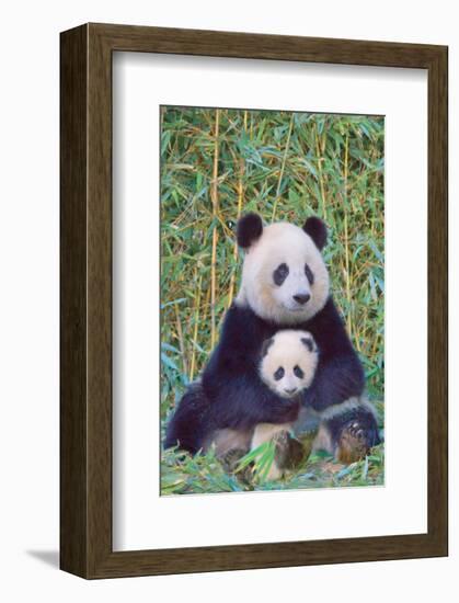 Panda And Baby-null-Framed Art Print